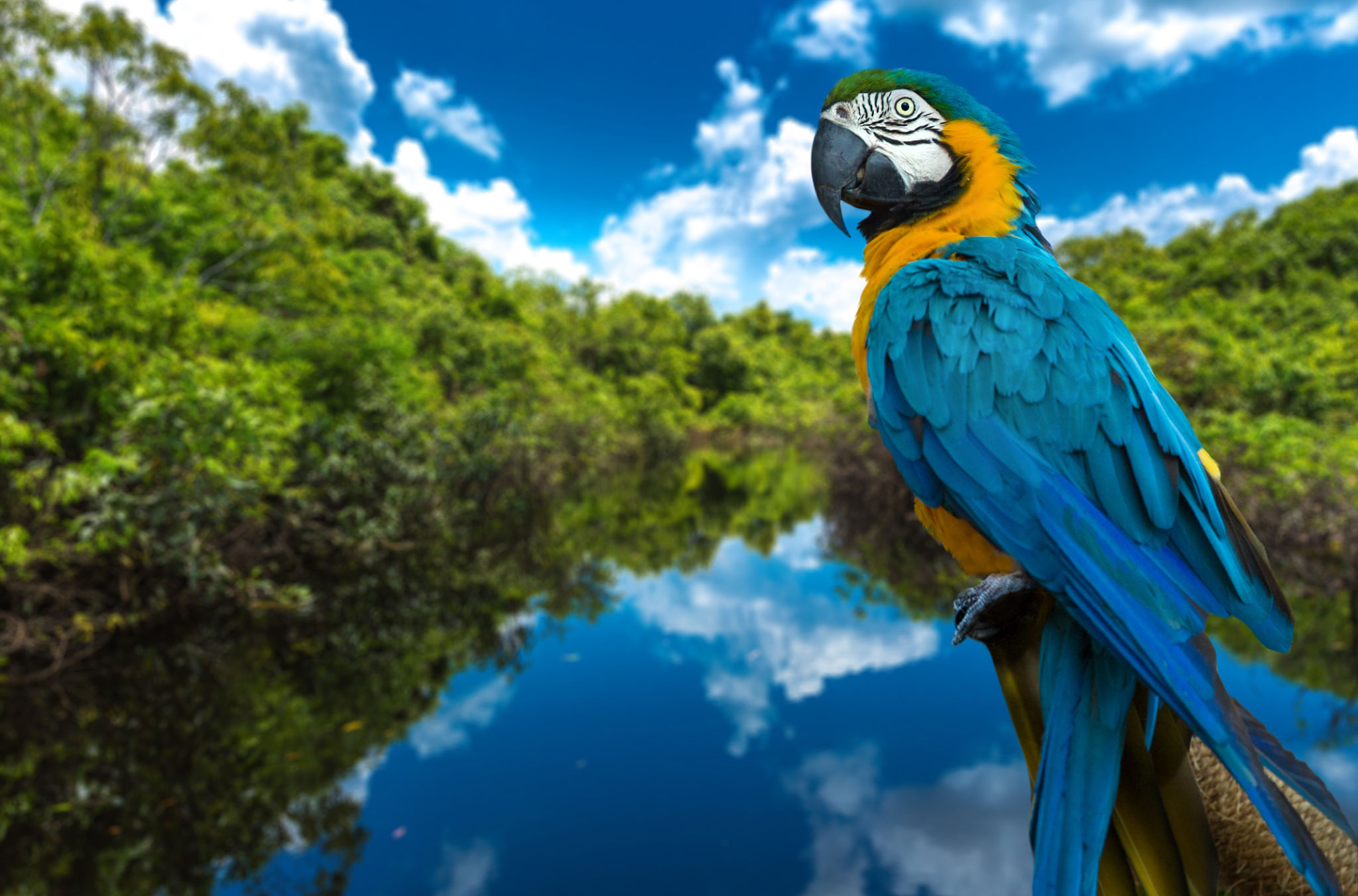 Arara-azul e amarelo da natureza Arara-azul e amarelo da natureza