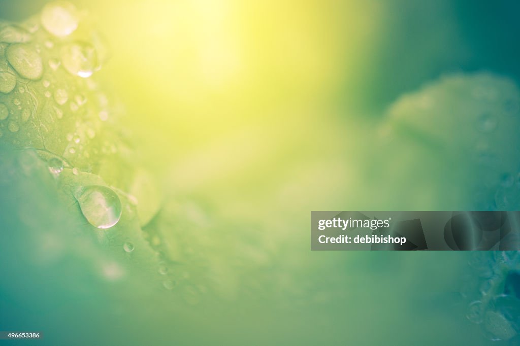 Fondo abstracto de la naturaleza de las hojas de gotas de rocío & sol