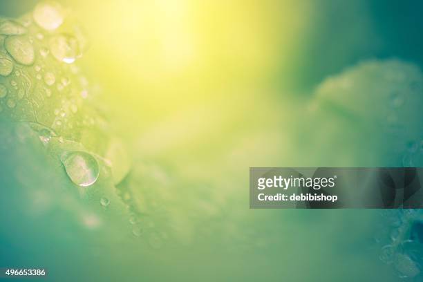 nature background - abstract leaves dew drops & sunshine - nature wallpapers stockfoto's en -beelden
