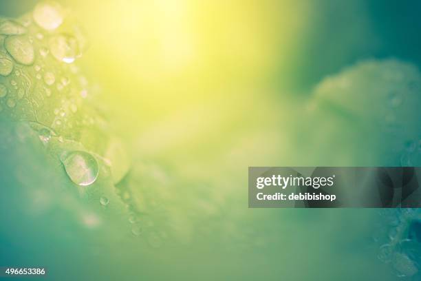 nature background - abstract leaves dew drops & sunshine - dagg bildbanksfoton och bilder