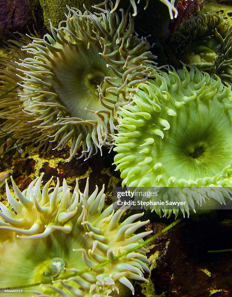 Green Sea anemone