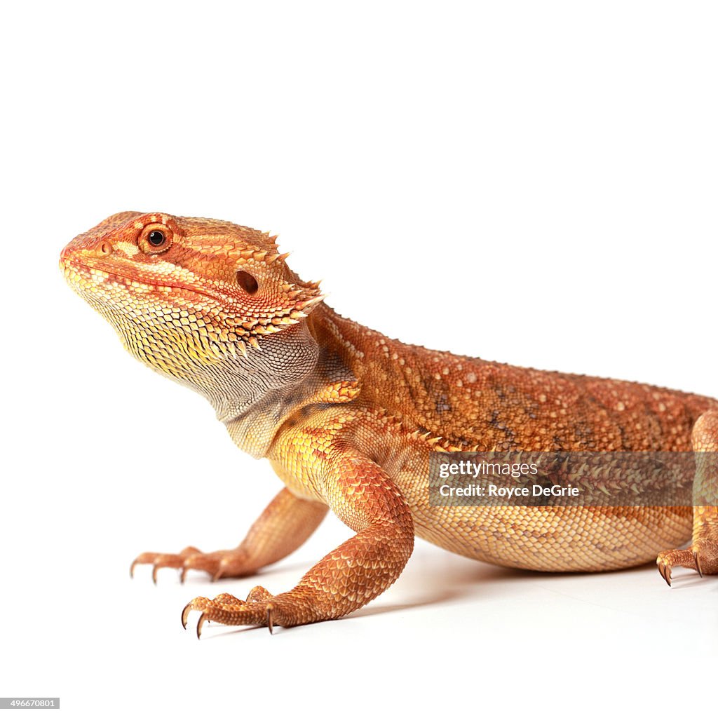 Bearded dragon