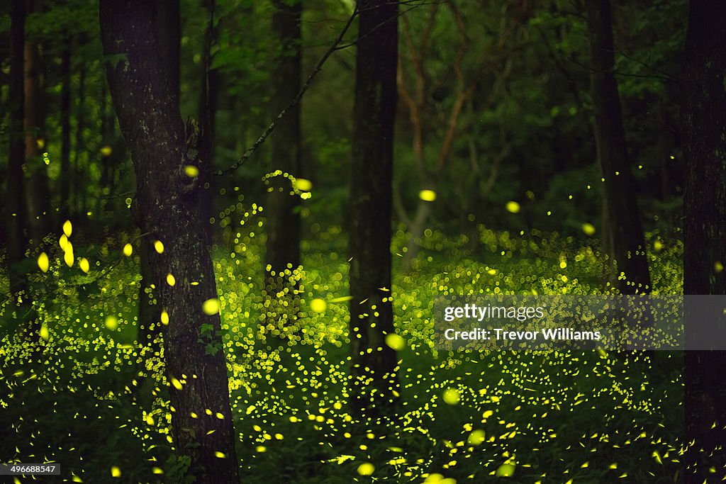 Fireflies glitter in a forest.