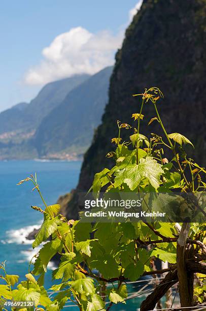 Vineyard on the north coast of the Portuguese island of Madeira near Seixal.