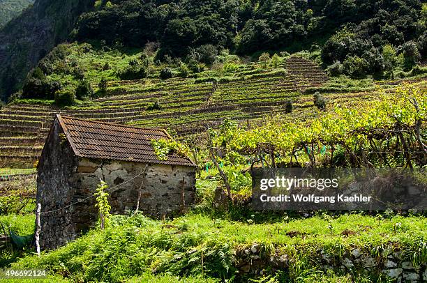 Shed in a vineyard on the north coast of the Portuguese island of Madeira near Seixal.