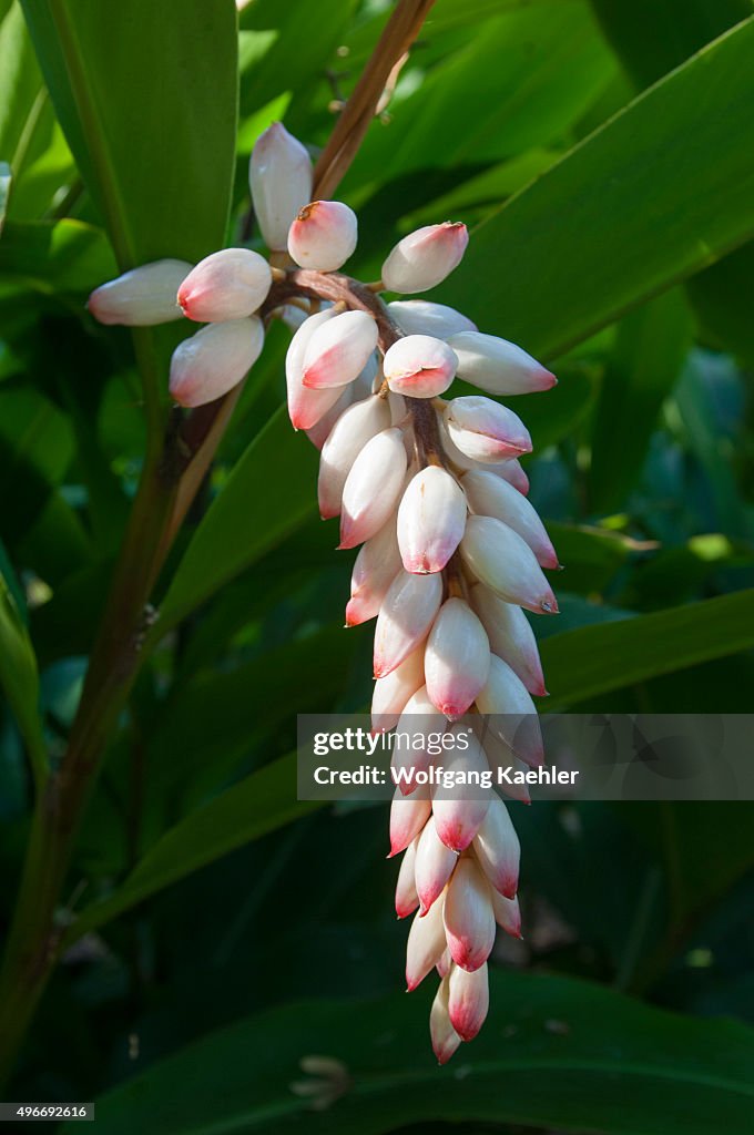 The flower of Alpinia zerumbet, commonly known as shell...