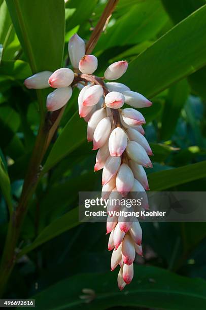 The flower of Alpinia zerumbet, commonly known as shell ginger, is a perennial species of ginger native to East Asia, in the botanical gardens of...