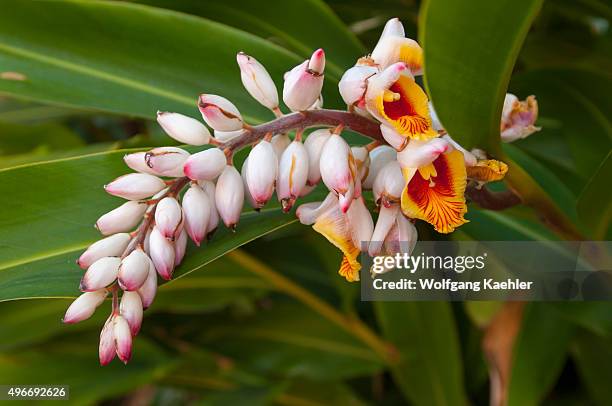 The flower of Alpinia zerumbet, commonly known as shell ginger, is a perennial species of ginger native to East Asia, in the botanical gardens of...