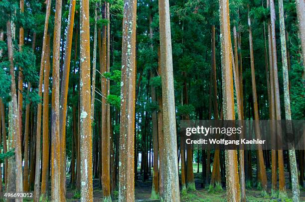 Japanese cedar trees at the Lagoa das Furnas on Sao Miguel Island in the Azores, Portugal.