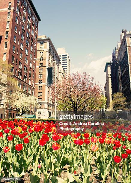 red tulips - park avenue stock-fotos und bilder