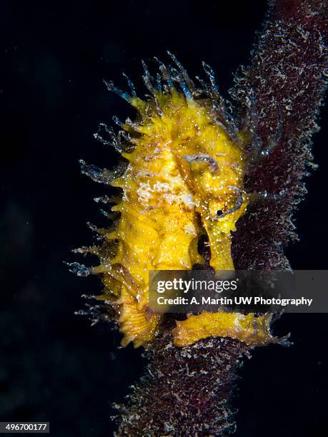 yellow seahorse - hippocampus ramulosus stock pictures, royalty-free photos & images