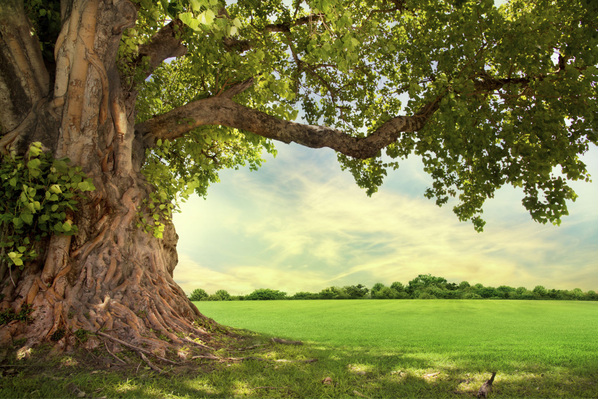 large trees