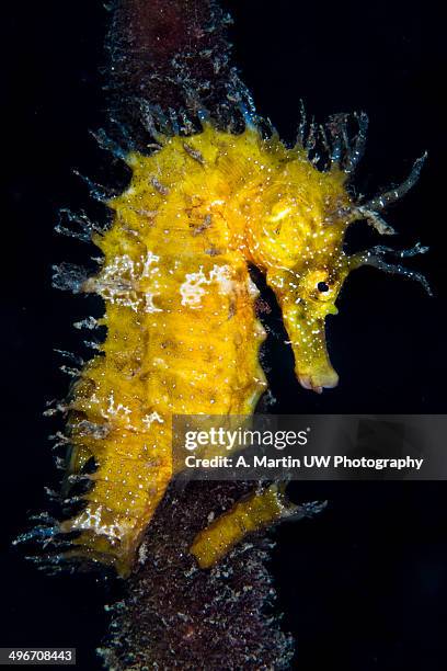 yellow seahorse - hippocampus ramulosus stock pictures, royalty-free photos & images