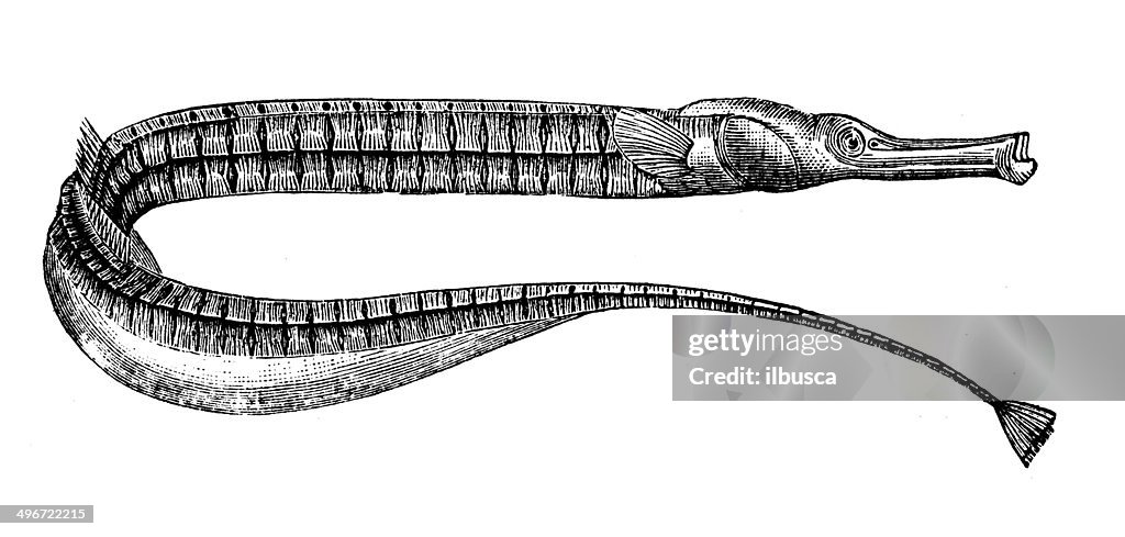 Antique illustration of Greater pipefish (Syngnathus acus)