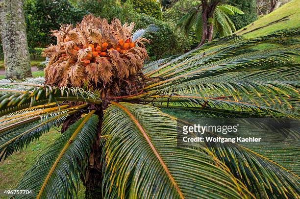 Cycad with flowers in the Terra Nostra Botanical Gardens in Furnas on Sao Miguel Island in the Azores, Portugal.