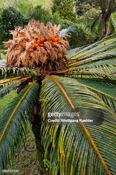 Cycad with flowers in the Terra Nostra Botanical Gardens in Furnas on Sao Miguel Island in the Azores, Portugal.