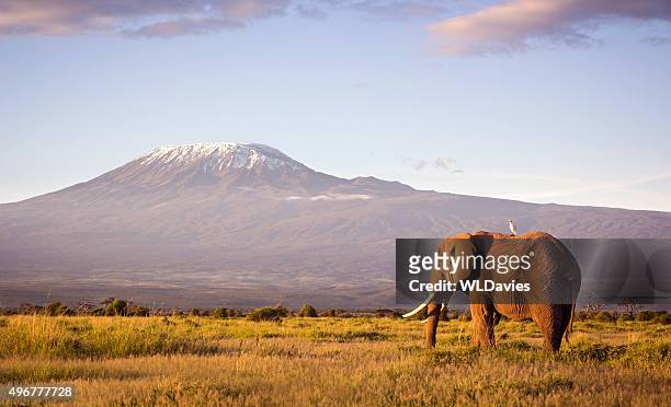 elefant und kilimandscharo - berg kilimandscharo stock-fotos und bilder