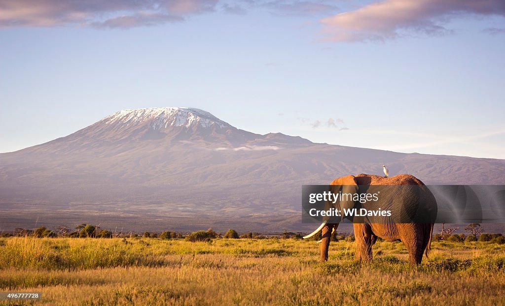 Elefante e Kilimanjaro