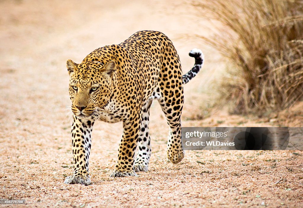 Predare leopardo