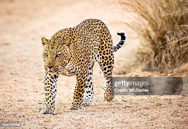 prowling leopard - animal body 個照片及圖片檔