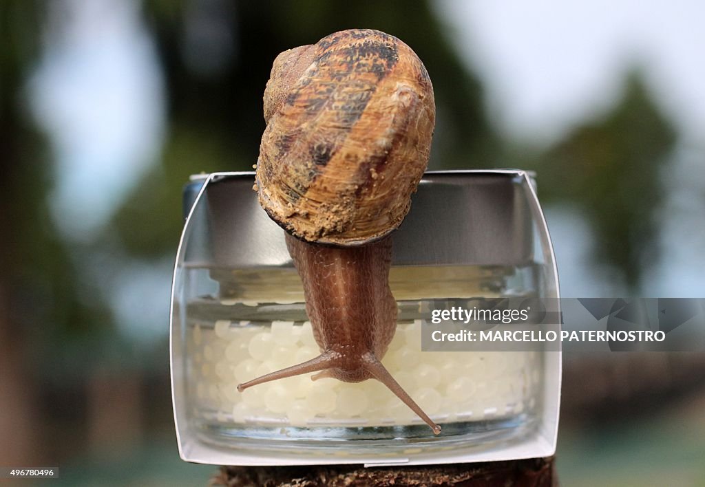 ITALY-FOOD-GASTRONOMY-SNAIL-CAVIAR-HELICICULTURE