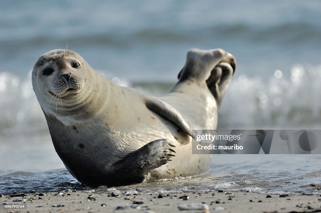 Harbor seal (Phoca vitulina)