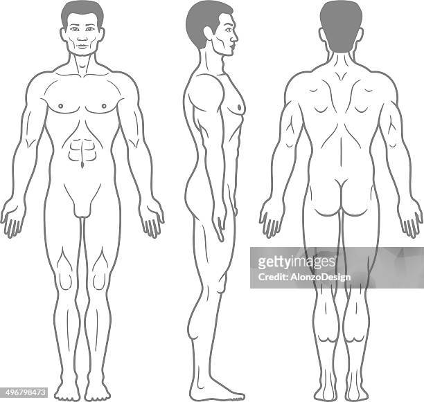 male body front, side and back view - biomedical illustration stock illustrations
