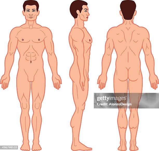 male body front, side and back view - bare bottom 幅插畫檔、美工圖案、卡通及圖標