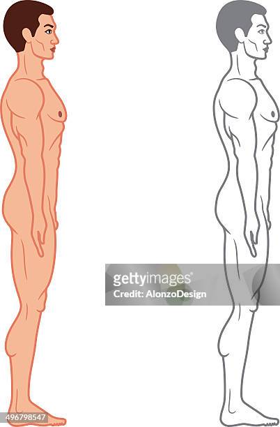 male body side view - mannequin legs stock illustrations