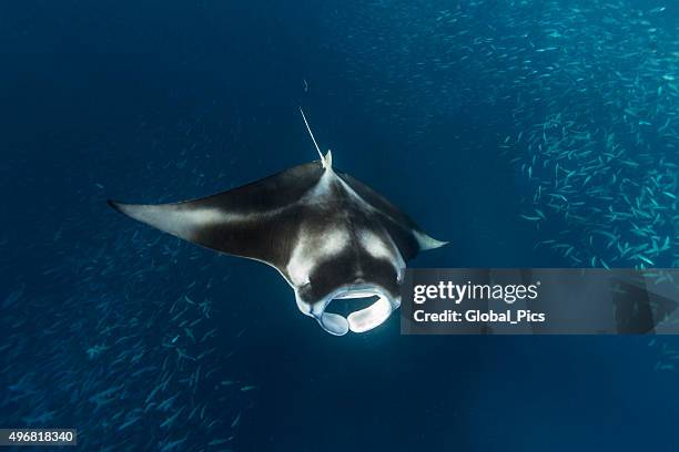 manta ray in german channel - palau, micronesia - palau stock pictures, royalty-free photos & images