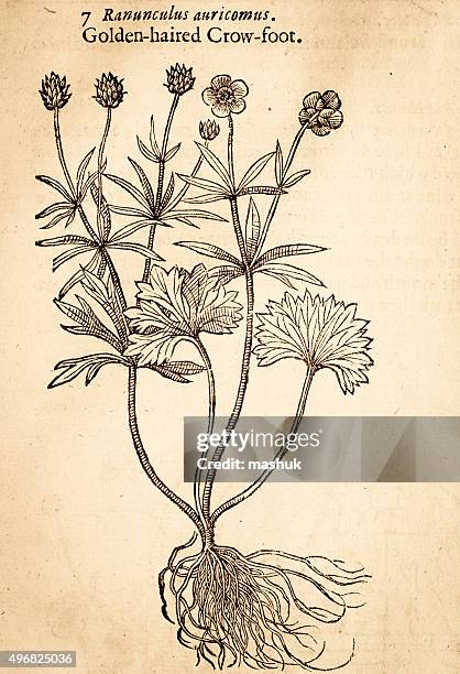 buttercups flower handcolored illustration by gerard 1633 - vintage stencil font stock illustrations