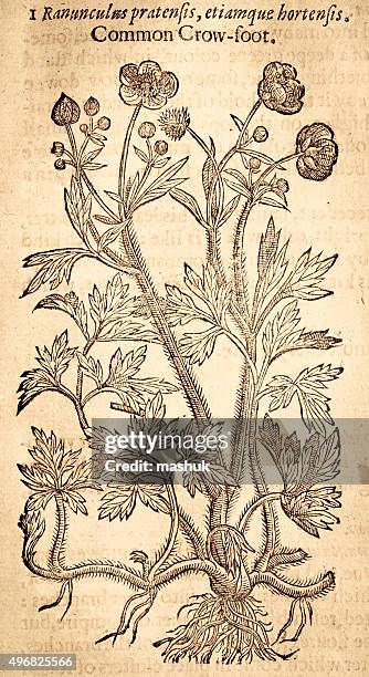 buttercups ranunculus flower handcolored illustration by gerard 1633 - buttercup stock illustrations