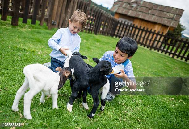 boys feeding the goats - 哺乳瓶 個照片及圖片檔