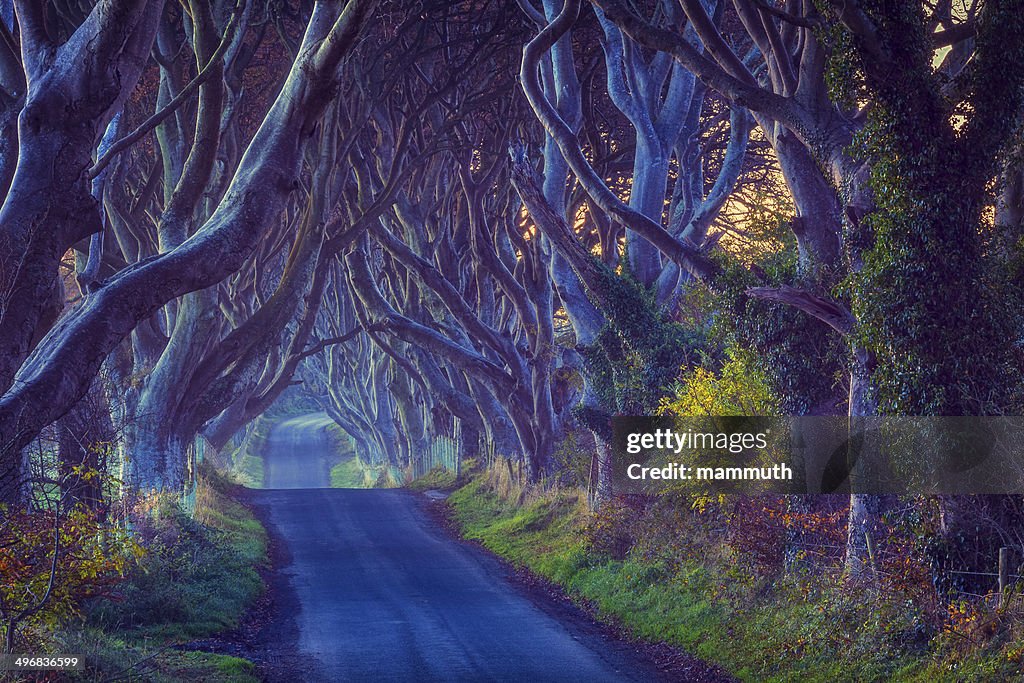 Treelined country road