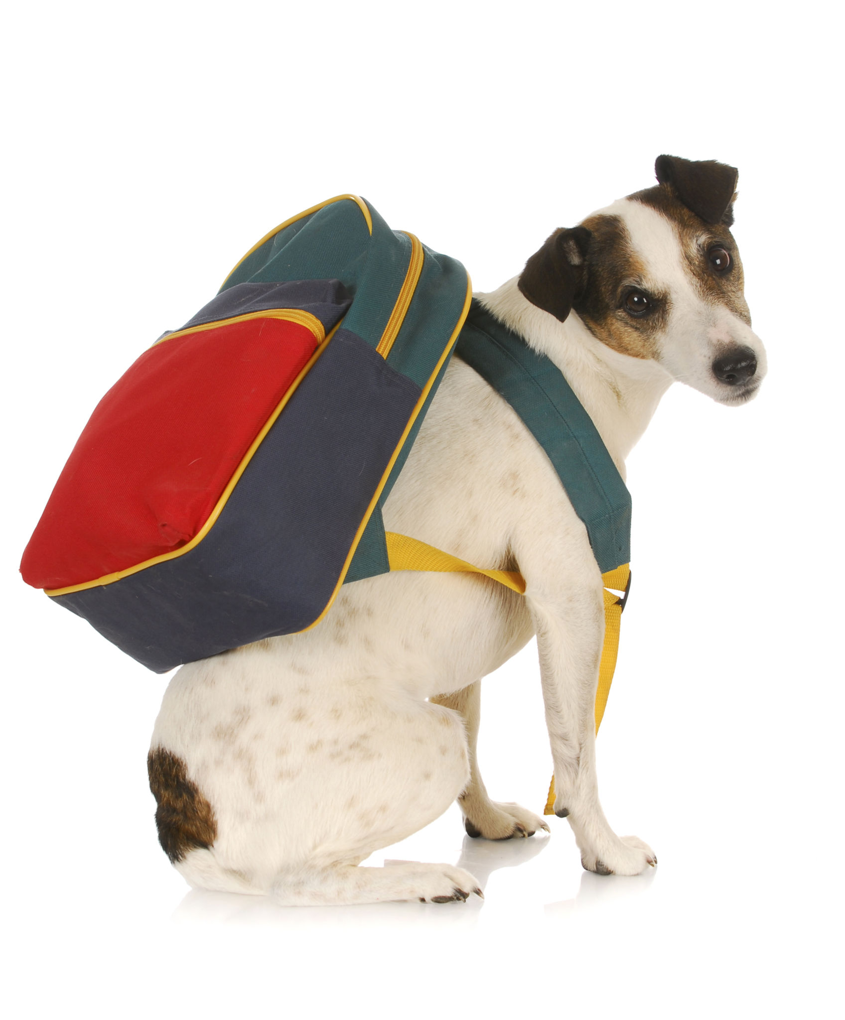 dog school dog school
