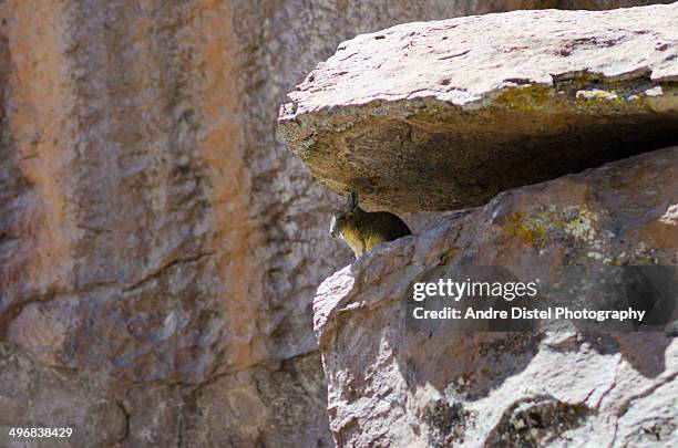 199 Hidden Under Rock Stock Photos, High-Res Pictures, and Images ...