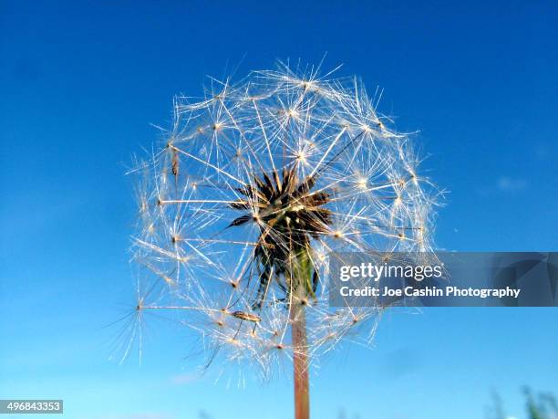 dandelion - kilkenny ireland stock pictures, royalty-free photos & images