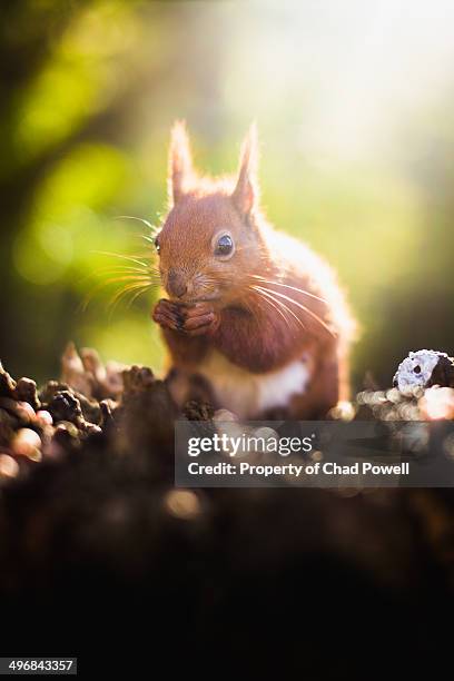 red squirrel, isle of wight - american red squirrel stock pictures, royalty-free photos & images