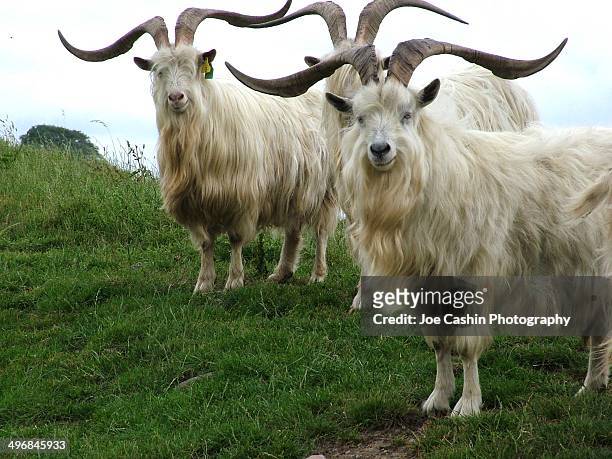the bilberry goats - waterford stock pictures, royalty-free photos & images