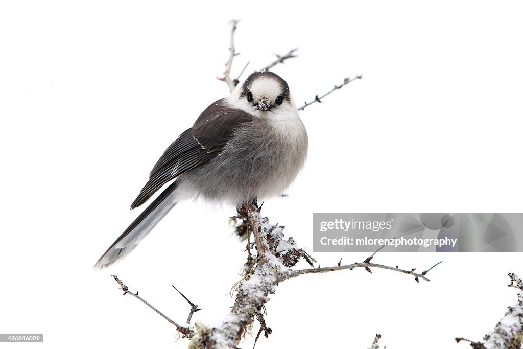 Grumpy Gray Jay