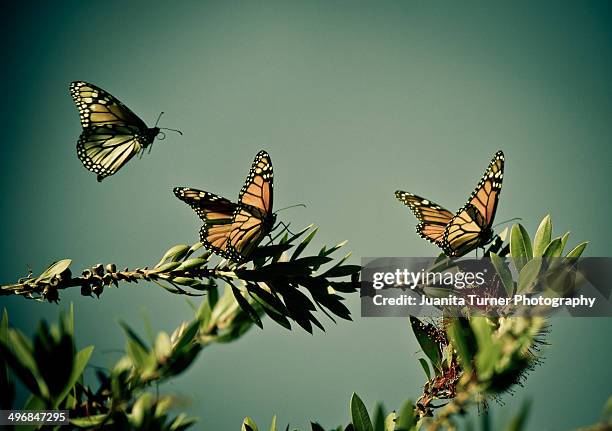 monarch butteflies - pacific grove stock pictures, royalty-free photos & images