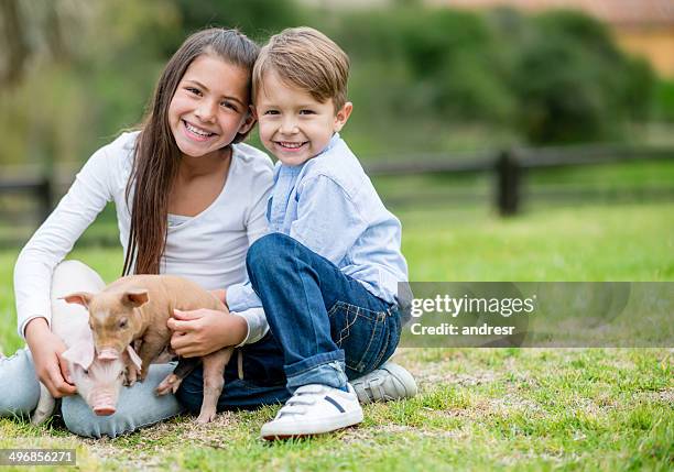 kids playing with pigs - piglet stock pictures, royalty-free photos & images