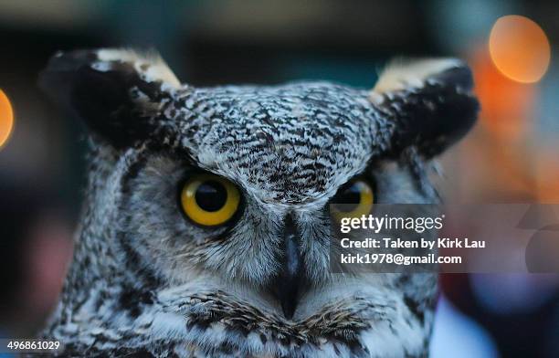 owl portrait - mont tremblant photos et images de collection