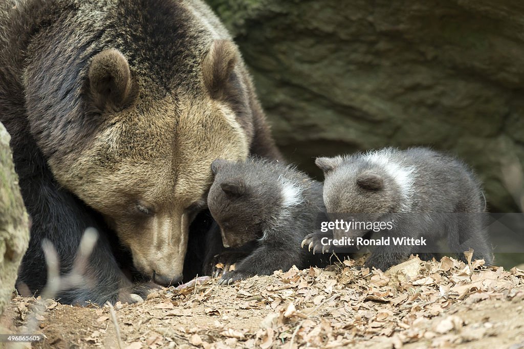 Brown Bear