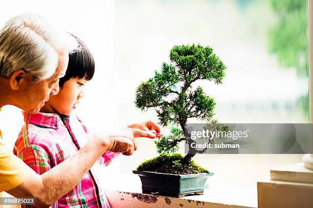 interest in bonsai - banzai stock pictures, royalty-free photos & images
