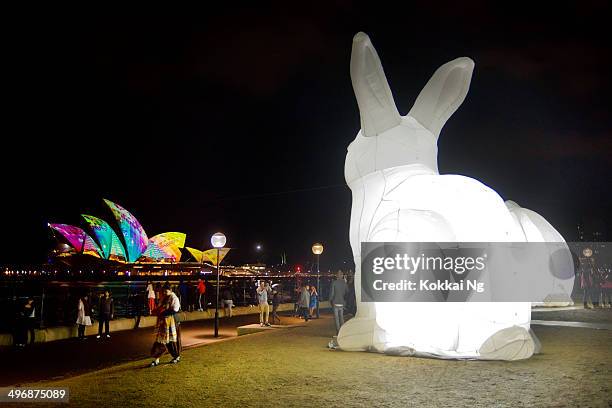 vivid sydney 2014 - giant rabbits - giant rabbit stock pictures, royalty-free photos & images