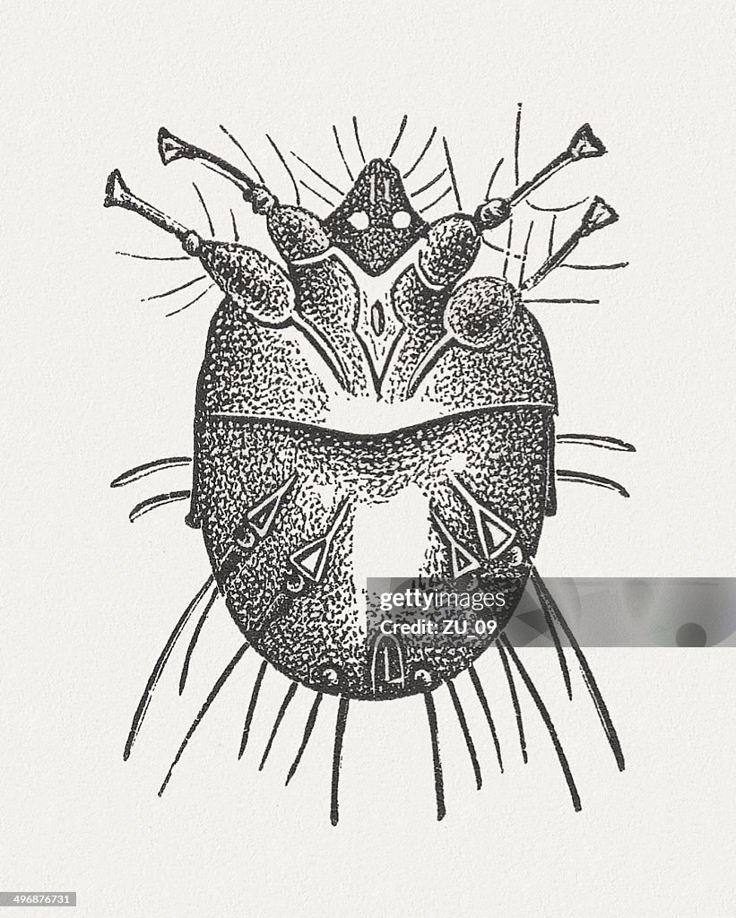 Itch mite (Sarcoptes scabiei), wood engraving, published in 1881