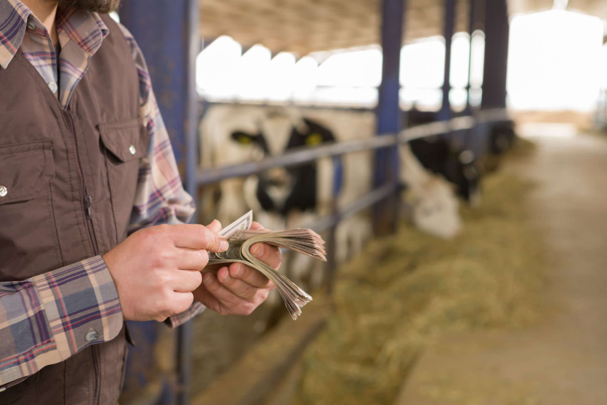 buying cattle