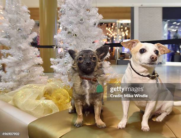 Hollywood couple Jesse Metcalfe, Cara Santana and their pups Shepherd and Dexter pose for the first 'Pet Portrait with Santa' of the season at the...