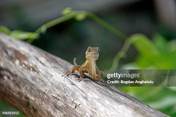 gecko - cabarete dominican republic stock pictures, royalty-free photos & images